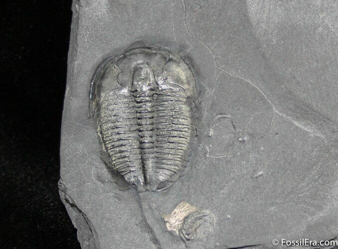 Inch Long Elrathia Trilobite In Matrix #853